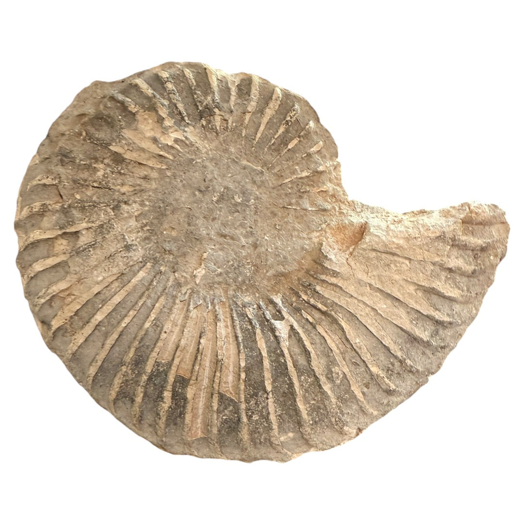 Shell Fossil